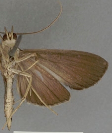 Coptobasis sulcialis Walker